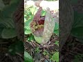 bunga terbesar di dunia