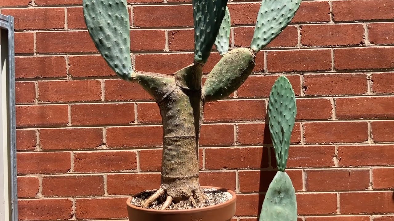 Prickly pear bonsai repot, prune & development