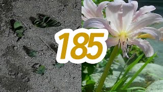 185일 동안의 상사화 새싹부터 꽃피는 모습 타임랩스 야외촬영 영상