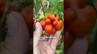 I grew the weirdest tomato ever...