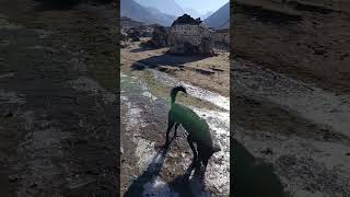 Everest Dağı Ana kamp yürüyüşü.         #everest #love #everestwildtrak #everyone #trending #treval