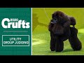 Utility Group Judging | Crufts 2020