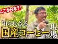 【実録】日本に“スペシャルティコーヒー農園”があった!?沖縄・振慶名珈琲園に焙煎士が潜入してみた【コーヒー農園訪問】