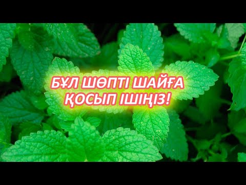 Бейне: Жалбыз емі. Көбею