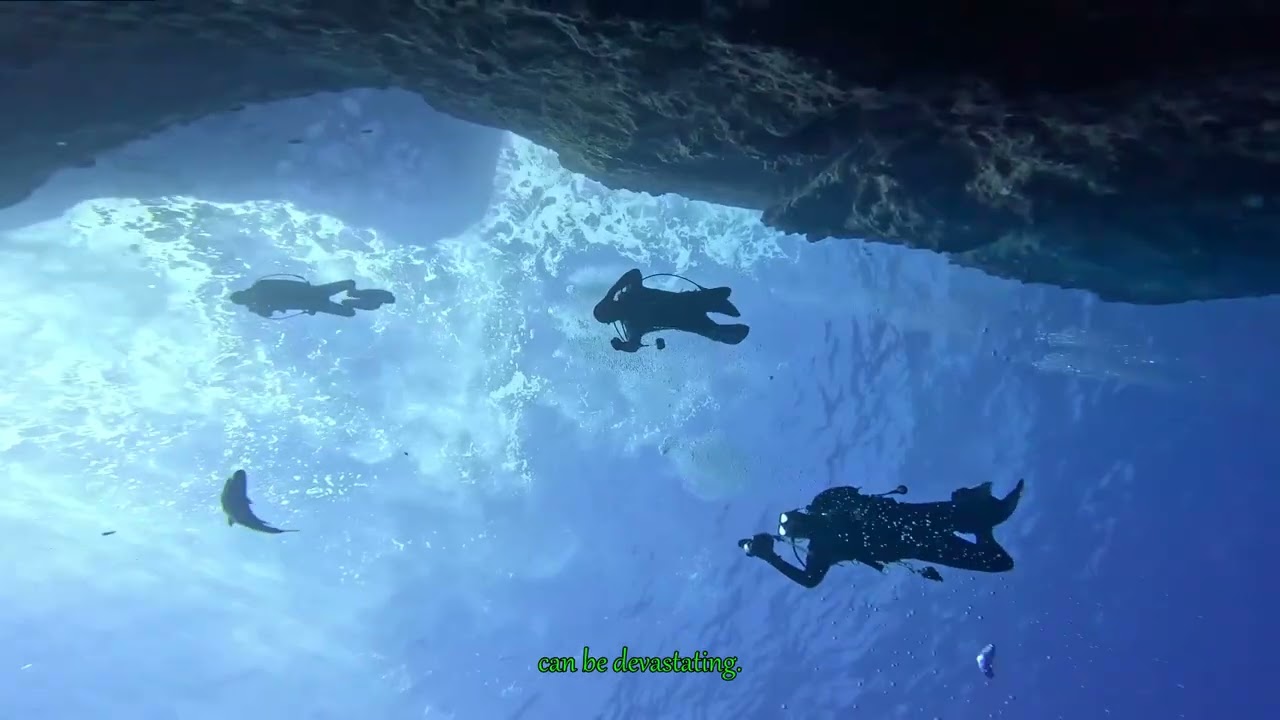 Beauty or Extinction The Hidden Cost of Nudibranch-Inspired Products on Marine Life