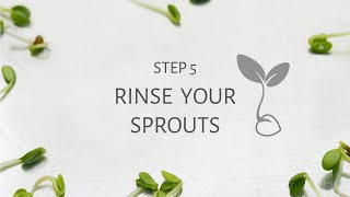Step 5 Rinsing the Sprouts