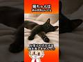 猫ちゃんは寝てるようで寝てませんっ☆#猫のいる暮らし #猫のいる生活 #保護猫