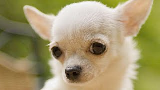 Funny Chihuahua Dogs Compilation NEW
OMG Cutest Little Chihuahua!!!
Feel free to leave a comment! Share this video in Facebook/Twitter/Google+ and show to your friends!
Have a GREAT Day :)
Copyright Disclaimer:
No copyright intended. All content used in adherence to Fair Use copyright law.
Copyright issue? Send us a message and well get it resolved. Funny Chihuahua Dogs Compilation NEW