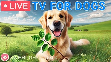 🔴24 Hours of Dog TV🎵🐶Calming Music for Dog Sleep🐾🩷Soothing Dog Music for Stress and Anxiety Relief