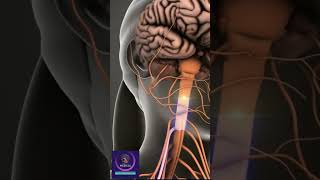 How Brain Feel Pain Signals