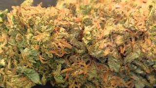 Afghan Kush Final Budshot