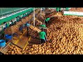 You wont believe how coconut is produced and what is made using coconut