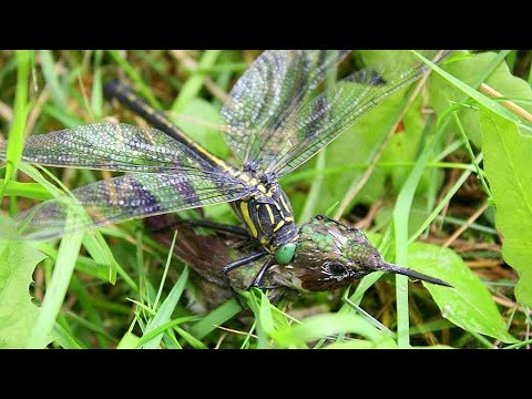 Video Chuồn Chuồn | Sát Thủ Săn Mồi Bậc Nhất Trong Thế Giới... - youtube