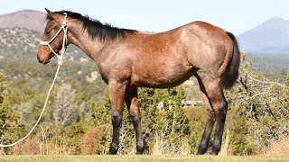 AQHA Bay Roan Weanling Stud Colt STYLISH KIX 66 aka KIXS | FOR SALE |