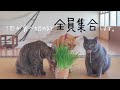 猫草を置くと面白いことが起こりました。