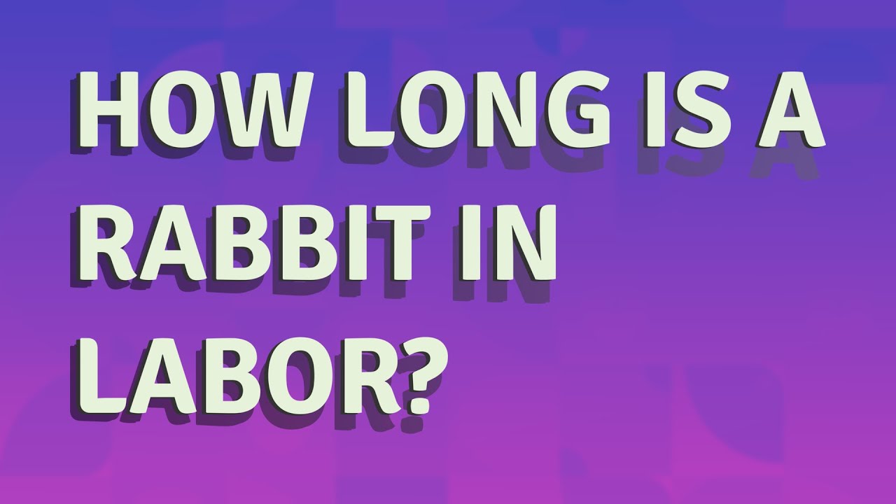 How Long Is A Rabbit In Labor YouTube