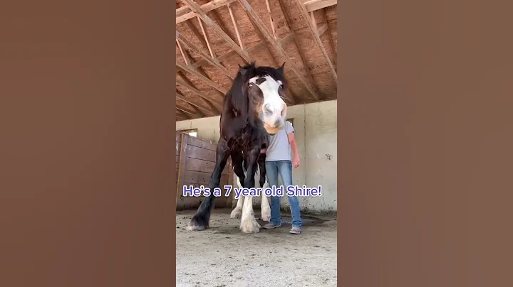 Horses meeting Shire very Big - DayDayNews