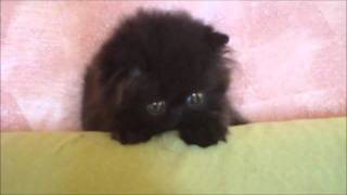 MIRO' Black boy 1