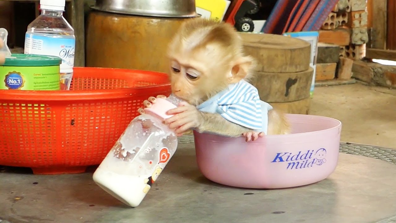 Oh God Pitiful!! Baby Moly No Power To Catch Big Battle Milk Up He Need Mom Support