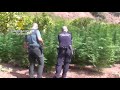 Operación Gaimón. La Guardia Civil interviene 12.100 plantas de marihuana en la localidad de Monda