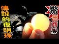 【 ★珍寶現身 錢進傳說的夜明珠★】"鱉"出大商機