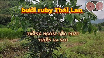 bưởi ruby Thái Lan trồng ngoài bắc phát triển ra sao |duykien22tv