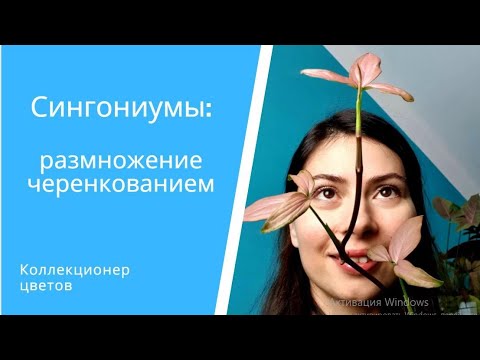 Как за 3 месяца вырастить пышный кустик Сингониума? Какие ошибки приводят к облысению лианы?