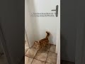 Schnurrber Drama 🐈