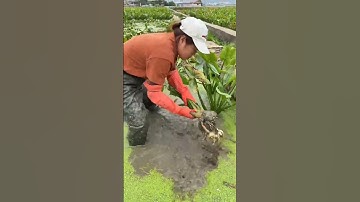 RT lal40442148 mini rotary tillage and ridging all-in one tree 🌲 short view