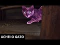 ESSE FILHOTE DE GATO ARRISCO MORA AQUI !