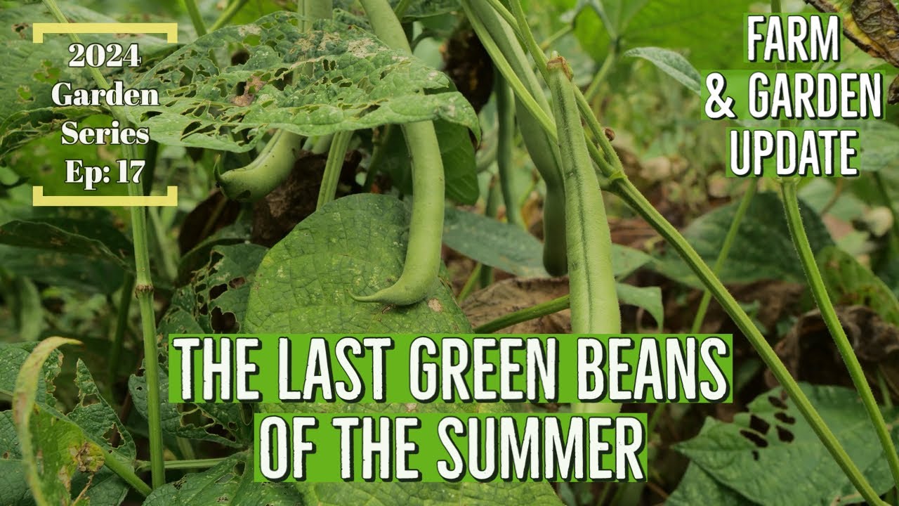 Last Green Beans of the Summer - Summer Garden Is Ending | 2024 Farm ...