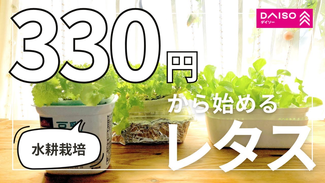 【水耕栽培】ダイソー商品と空き容器で330円から始める節約レタス｜1ケースだといくら｜初心者にオススメ｜100均