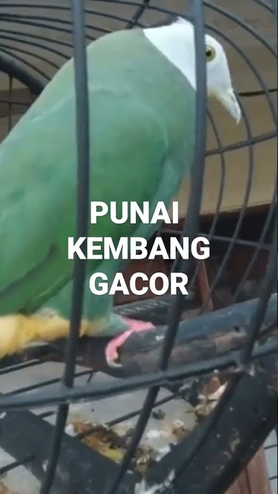 Punai Kembang Gacor , untuk mikat burung liar
