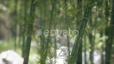 Green Bamboo Trees Forest Background | Motion Graphics - Envato elements
