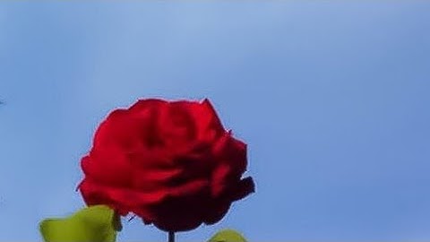 سورة التوبة (ص - ٢٠٤) || القارئ الشيخ إدريس أبكر حفظه الله