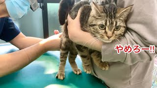 動物病院での治療を嫌々ながらも受け入れる猫