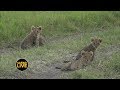 safariLIVE - Sunrise Safari - February 16, 2019