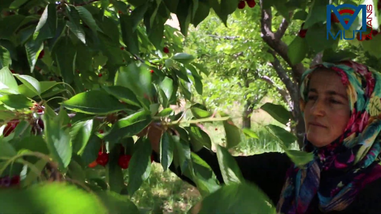 Ermenek Güneyyurt'ta Kiraz Hasatı Devam Ediyor |Mut Ajans