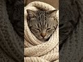 Chilling #ai #aiart #aishorts #aivideo #wildlife #animation #aiflow #artbreeder #artflow #deepart #i