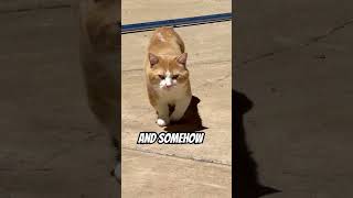 Send this to your near and dear ones 😍🤗🥰😸🐱😺🐾😻🐈🤔
