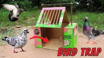 Creative DIY Bird Trap Made from Cardboard and Wood – Simple and Genius Idea!