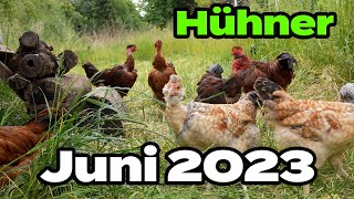 Hühner Rundgang im Juni 2023