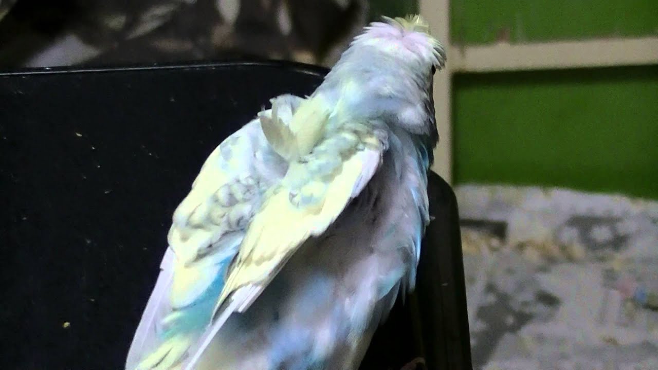 福岡県手乗りインコ小鳥販売店ペットミッキン 羽衣セキセイインコ ホント 変わったセキセイインコですね 福岡市 東区 博多区 中央区 南区 西区 城南区 早良区 Youtube 福岡県手乗りインコ小鳥販売店ペットミッキン 羽衣セキセイインコ ホント 変わったセキセイインコですね 福岡市 東区 博多区 中央区 南区 西区 城南区 早良区 Youtube