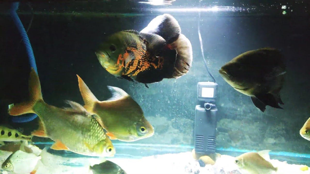 Oscar fish aquarium - YouTube Oscar fish aquarium - YouTube