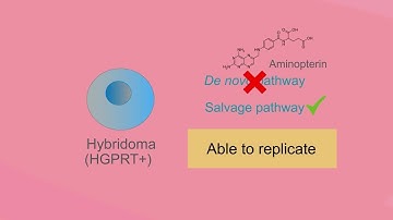 Clone Screening Tutorial: Selecting hybridomas using HAT method