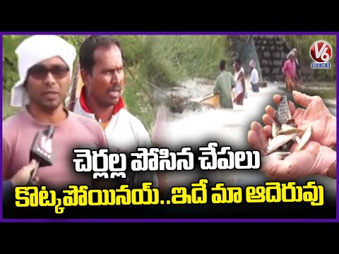 Heavy Rains Lead to Fish Washing Out from Pond | Karimnagar | V6 News - V6NEWSTELUGU