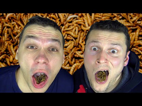 Video: Jí stehlík moučné červy?