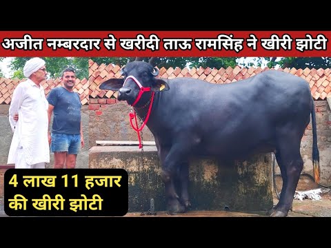 ⭐ताऊ रामसिंह पांडवान ने खरीदी 4.11 लाख की खीरी झोटी @Mother Milk 23.500 Kg record (9812833809)👌