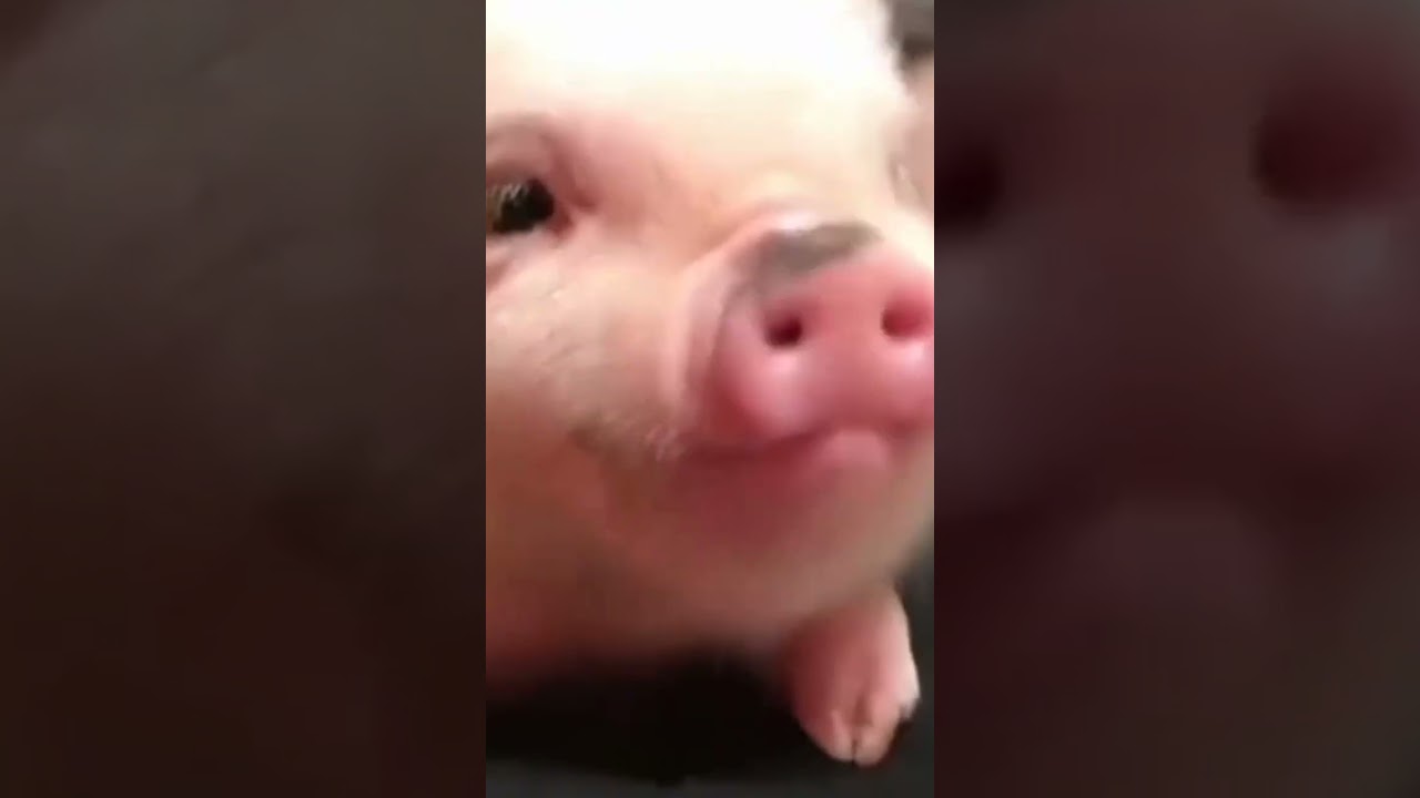 adorable baby pet piglets eating veggies fruits pig noise is so 