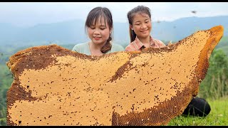 The process of exploiting wild honey for breeding, full video - ha thi muon
